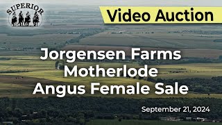 Jorgensen Farms 2024 Motherlode Angus Female Sale [upl. by Carboni]