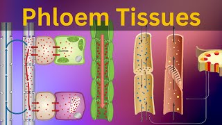 Phloem Tissues Structure and function Vascular bundles Types of plant tissues Biology [upl. by Grantley]