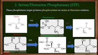 Phosphatases Types and Functions Part 2 [upl. by Relyks727]