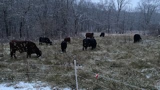 A Quick Discussion About Cattle Rumen Efficiency [upl. by Dario681]