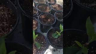 SUCCESSFUL PROPAGATION BLACK KNIGHT BUTTERFLY BUSH CUTTINGS ♥️ [upl. by Keyser]