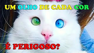 GATO com um olho de cada cor  heterocromia  Gatil Hauser [upl. by Reizarf85]