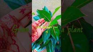 Aglaonema plant 🪴☘️trending aglaonemaplantcare indoorplants gardening subscribe viralshorts [upl. by Katharyn366]