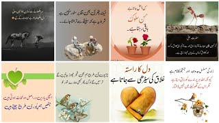 Best Islamic Urdu QuotesTrue line Urdu poetryIslamic quotesUrdu poetry [upl. by Mathilda]