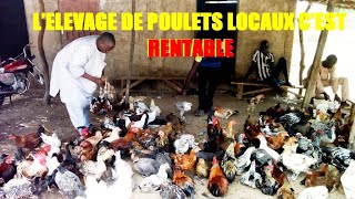 POUR QUOI VOUS DEVEZ VOUS LANCER DANS LÉLEVAGE DE POULETS LOCAUX [upl. by Ranee]