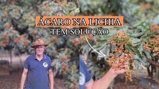 Como combater o ácaro na lichia [upl. by Lemire348]