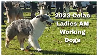 2023 Colac Ladies Show AM  Working Dogs [upl. by Zetnwahs]