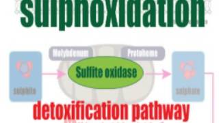 Salicylates and the sulphite connection [upl. by Boehmer]