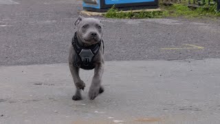 3 Month Old Blue Staffordshire Bull Terrier [upl. by Euqilegna]