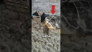 🫢Sea Turtle Severe Boat Strike part1 [upl. by Choong]