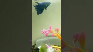 Blue female betta an absolute beauty bettafish fish aquarium shorts viralvideo [upl. by Eenoj]