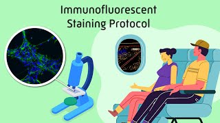 Immunofluorescent Staining Protocol [upl. by Gnos]