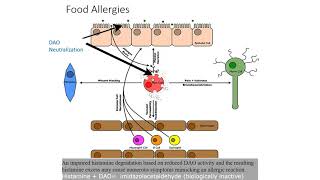 All you need to know about DAO Diamine Oxidase [upl. by Lissy]