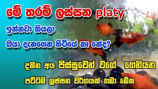 Platy Sinhala  Pintail Platy  Platy fish care in Sinhala [upl. by Germano]