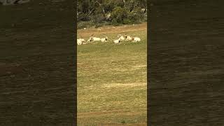 Addax Monarto Safari [upl. by Anahsar]