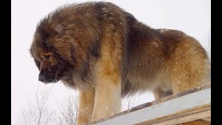 Leonberger Strong German Breed [upl. by Nomahs981]