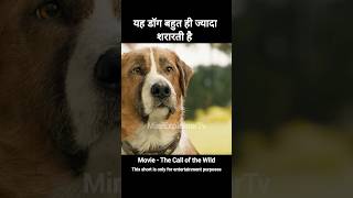 The Call of the Wild Movie Explained In Hindi  shorts viralvideo shortvideo shortsfeed [upl. by Nosnarb235]