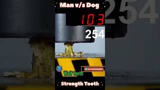 The Strength Tooth 🦷 wolf vs human 😳dog pitbull human trending doglover shorts viralvideo [upl. by Eceinej301]