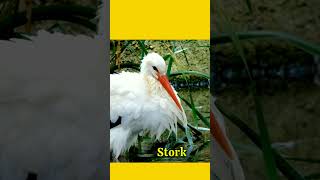 Longest Beak  Birds With Longest Beak abc viral shorts [upl. by Elbertine]