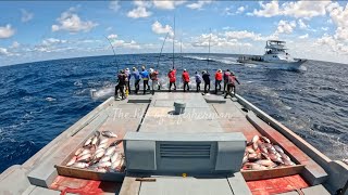 Pole amp line skipjack tuna fishing Maldives 🎣 [upl. by Abey]