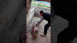 The process of loading piglets in bamboo cages [upl. by Bikales330]