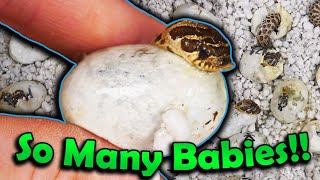 Baby Hognose Snakes Hatching [upl. by Eiroj]