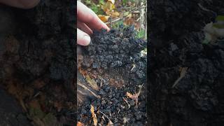 IS THAT CHAGA How to identify Chaga Sclerotia Inonotus obliquus [upl. by Etana347]