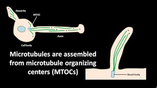 Microtubules are assembled from microtubule organizing centers or MTOCs [upl. by Alisan]