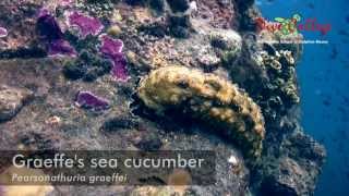 Sea cucumbers Holothuroidea of Moalboal [upl. by Iaras]