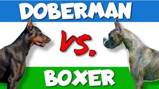 Dobermans vs Boxers Which Breed is Better [upl. by Ettenav355]