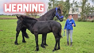 Weaning time Wûnder leaves Stal H Who will be his new friend  Friesian Horses [upl. by Nich]