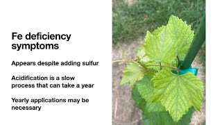 My Backyard Vineyard Season 1 Episode 5 Iron deficiency and alleviation [upl. by Angus]