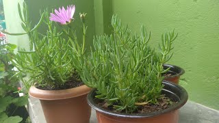 Delosperma propagate  Hardy Iceplant  opening amp closing their flowers as they wet or dry  Tips [upl. by Gadmon838]