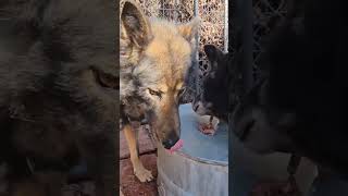 Incredible Footage  Alpha Dog Sharing RAW Food with Daughter [upl. by Gleeson]