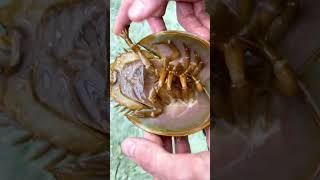 Meet the Horseshoe Crab Really More of a Sea Spider [upl. by Akinirt]