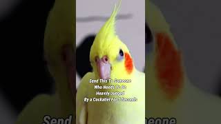 Lexa Good When it Comes To Judging 😅cockatielfunny cockatielcuties birdlovers [upl. by Fairfield]