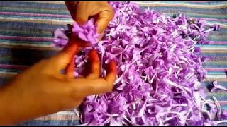 டிசம்பர் பூ மாலை  December Poo Malai  Barleria cristata [upl. by Eenaej]