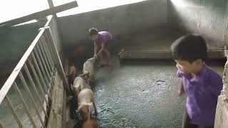 farm vlogs bad ki khun phrang sngi ritiyo livestock pig farm meghalaya ribhoi district livestockf [upl. by Niwri93]