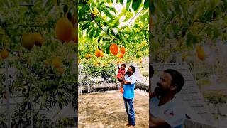 Gac fruit മിന്നൂസിന് ഇഷ്ടപ്പെട്ടു shortsfeed youtubeshorts reactionshorts athiran latestsongs [upl. by Tena]