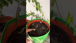 Plant shifting full vlog gardening [upl. by Mccomb320]