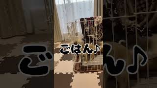 餌待ちここちゃん チワワちゃん 癒し チワワラブ 可愛い チワワ大好き 犬のいる生活 チワワと暮らす かわいい 愛犬 ちわわ [upl. by Gylys]