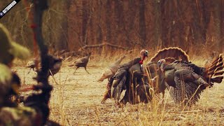 The Most Insane Turkey Bow Hunt Ever [upl. by Amees]