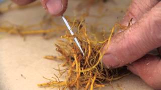 Rhizome and root propagation of goldenseal [upl. by Ahcsas]