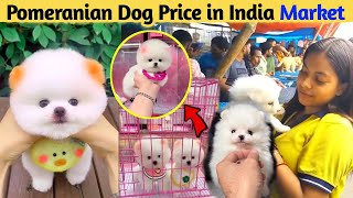 Pomeranian Dog Price In Indian Market  Teacup Dog Price  Pomeranian puppies price  Cute Pom Dog [upl. by Neirda]