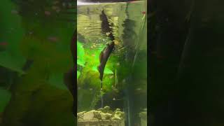 knifefish fishtank aquarium ghost knife fish feeding [upl. by Ettenig40]