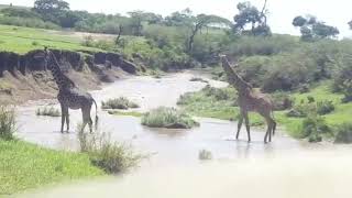 Giraffes crossing crocodile infested river [upl. by Dadinirt]