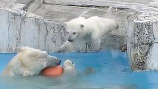 飛び込みの練習Polar Bears Baby practicing diving [upl. by Anilek]