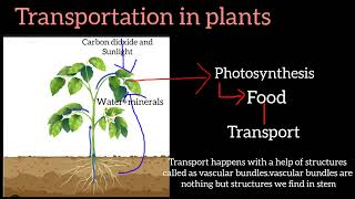 Transportation in Animals and Plants class 7th science biologypart 3state and CBSE 7 Exams 2024 [upl. by Resor436]