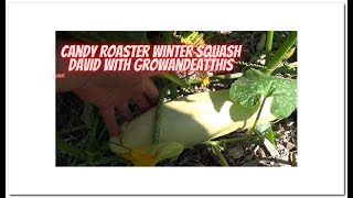 Candy Roaster Winter Squash  the best squash you never heard of [upl. by Aliza]