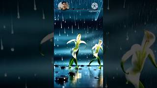 Chal mera ishq sika flower dance video song hindisong trending whatsappstatus status [upl. by Yedok]